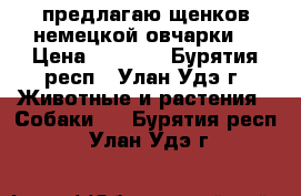 предлагаю щенков немецкой овчарки  › Цена ­ 7 000 - Бурятия респ., Улан-Удэ г. Животные и растения » Собаки   . Бурятия респ.,Улан-Удэ г.